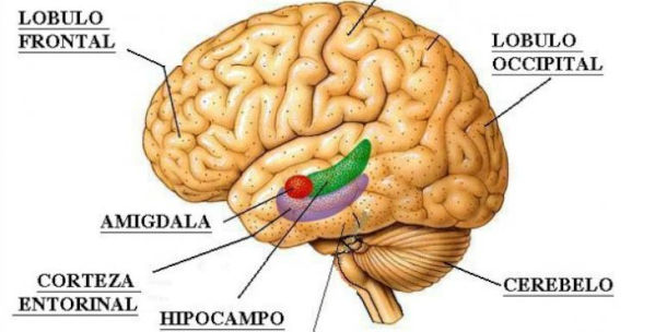 Amígdala cerebral