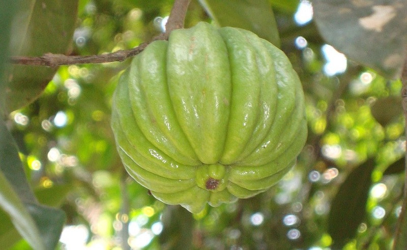 Garcinia