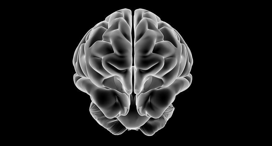cerebro cerebro
